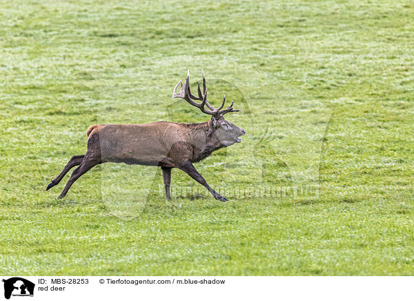 Rotwild / red deer / MBS-28253