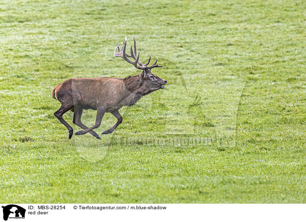 red deer / MBS-28254