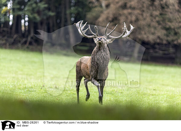 red deer / MBS-28261