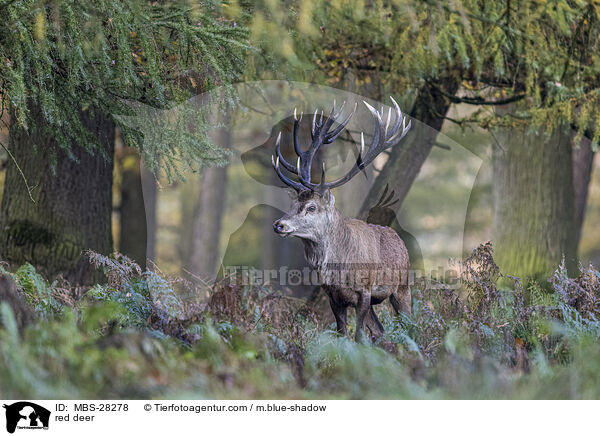 red deer / MBS-28278