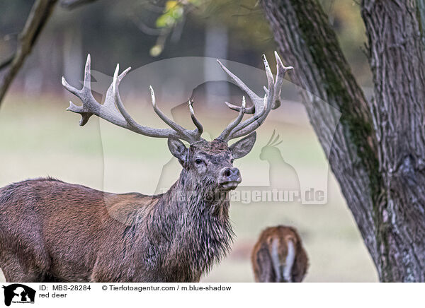 Rotwild / red deer / MBS-28284