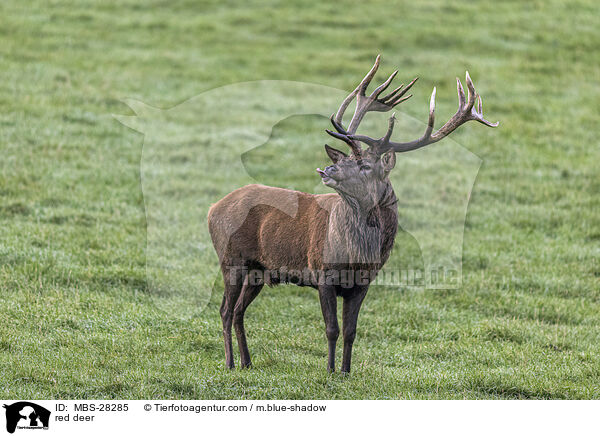 Rotwild / red deer / MBS-28285
