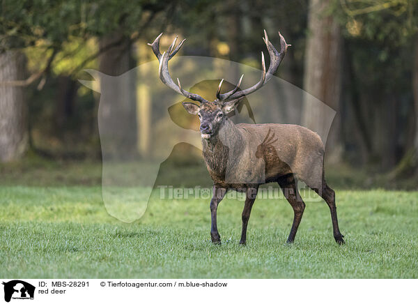 red deer / MBS-28291