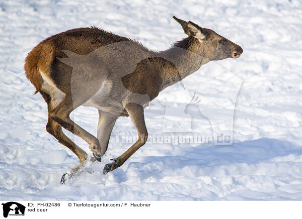 red deer / FH-02486