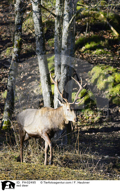 red deer / FH-02495
