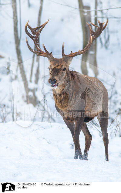red deer / FH-02496