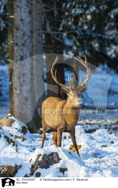 red deer / FH-02497