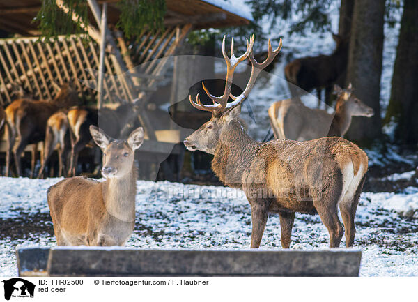 Rotwild / red deer / FH-02500