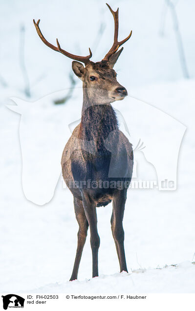 red deer / FH-02503