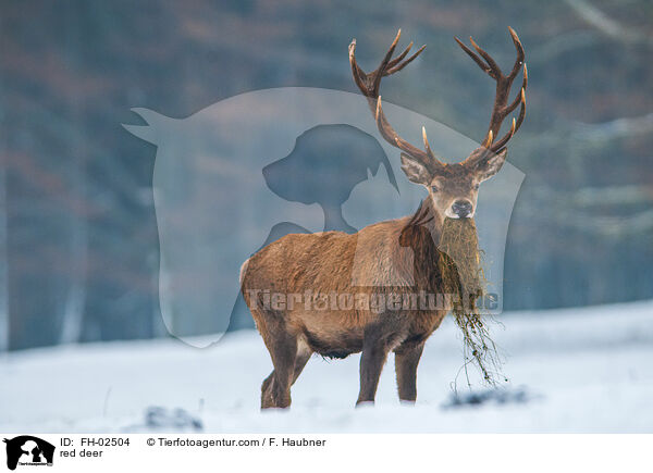 red deer / FH-02504