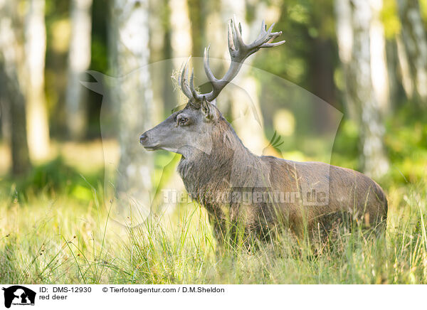 red deer / DMS-12930