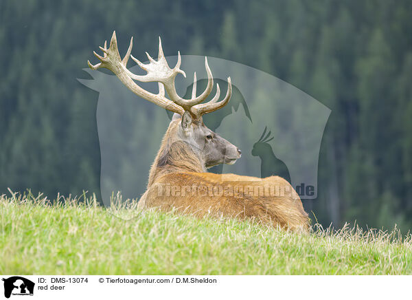 Rotwild / red deer / DMS-13074
