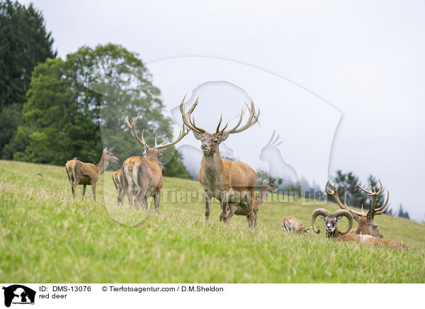 Rotwild / red deer / DMS-13076