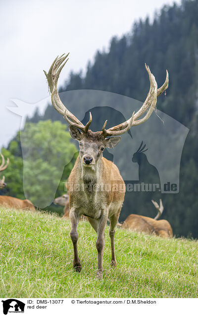 Rotwild / red deer / DMS-13077
