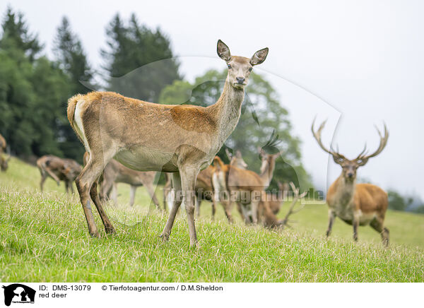 Rotwild / red deer / DMS-13079