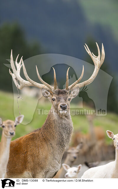 Rotwild / red deer / DMS-13088