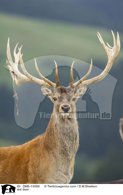 Rotwild / red deer / DMS-13089