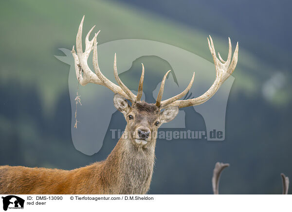 Rotwild / red deer / DMS-13090