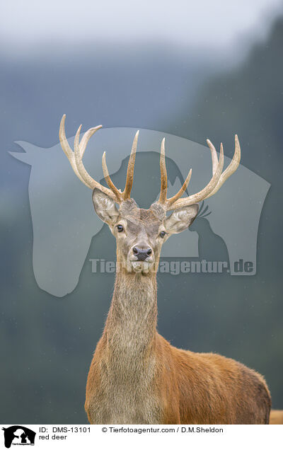 Rotwild / red deer / DMS-13101