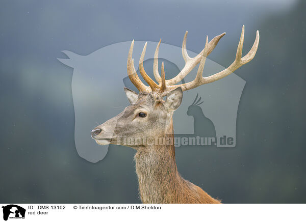 Rotwild / red deer / DMS-13102