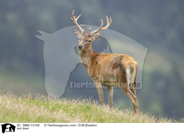 Rotwild / red deer / DMS-13109