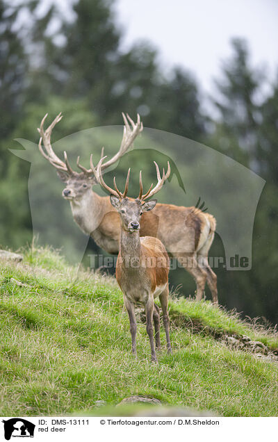 Rotwild / red deer / DMS-13111