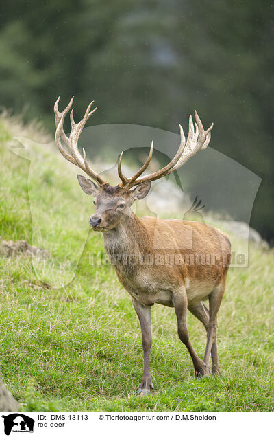 Rotwild / red deer / DMS-13113
