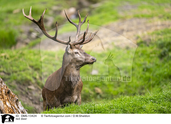 Rotwild / red deer / DMS-13424