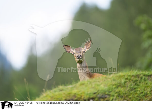 Rotwild / red deer / DMS-13426