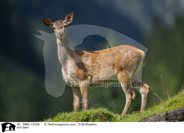 Rotwild / red deer / DMS-13428