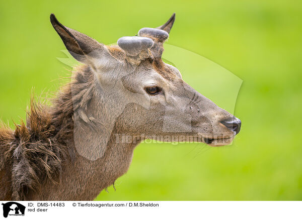Rotwild / red deer / DMS-14483