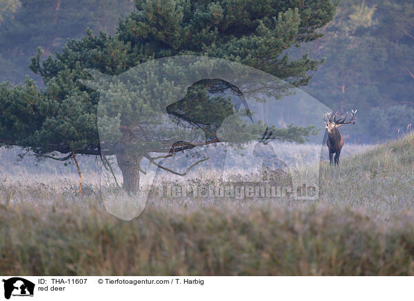 Rothirsch / red deer / THA-11607
