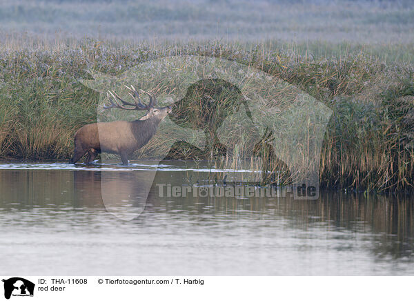 Rothirsch / red deer / THA-11608