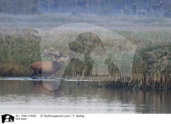 Rothirsch / red deer / THA-11609
