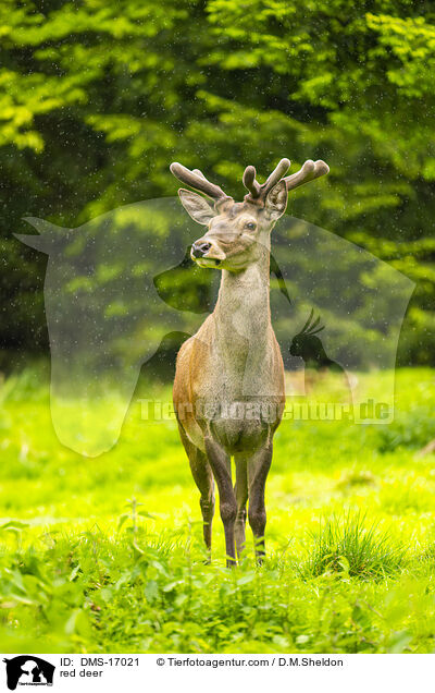Rotwild / red deer / DMS-17021