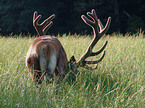 red deer