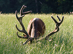 red deer