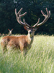 red deer