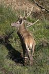 red deer