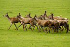 red deers