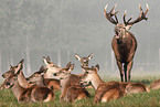 red deers