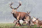 red deers