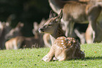 red deer