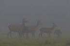 red deer