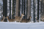 red deer