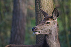 red deer