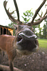 male red deer