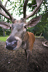 male red deer