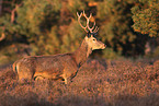 red deer