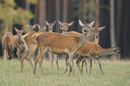 red deer